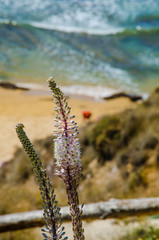 Fiore sul mare