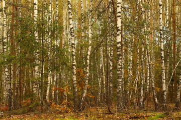 Береза. Березовая роща. Яркий день в лесу.