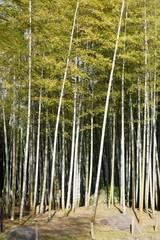 Bamboo trees in Japan