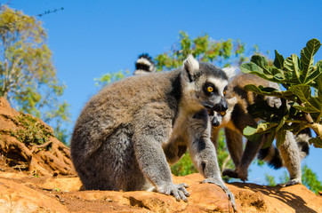 Lemuri