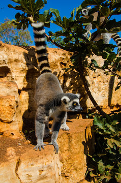 Lemuri