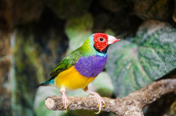 Uccelli