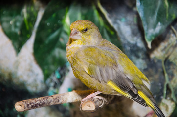 Uccelli