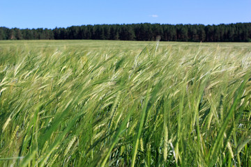 Field of green wheat ears