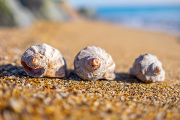 Shells on the beach.