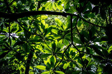 Green leaf 