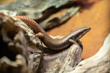 Goldfields Crevice-skink or Egernia Formosa a lizard from Australia