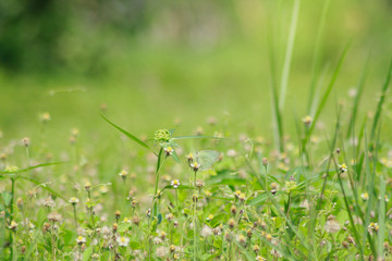 Background of beautiful weeds