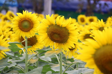 Naklejka premium field of sunflower