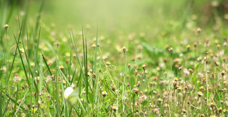 Background of beautiful weeds