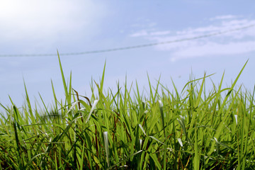 Bright blue skies and green grass in summer