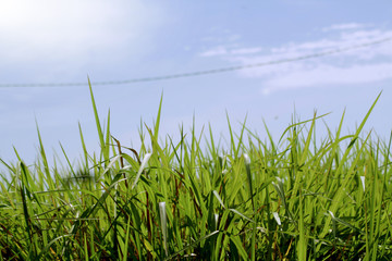 Fototapeta na wymiar Bright blue skies and green grass in summer