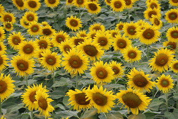 Fototapeta na wymiar field of sunflower
