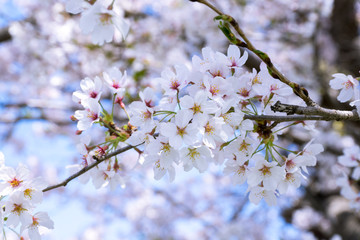 満開の桜