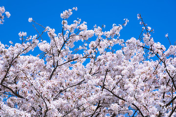 満開の桜