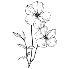 Vector Flax floral botanical flower. Black and white engraved ink art. Isolated flax illustration element.