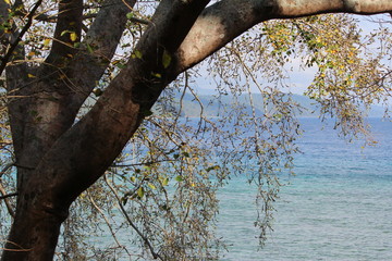 tree and sea