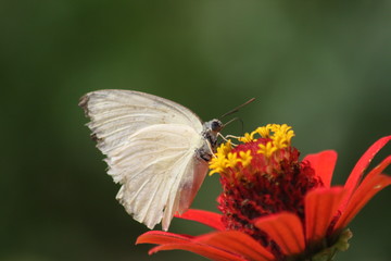 Beautiful butterflies fly freely on beautiful flowers