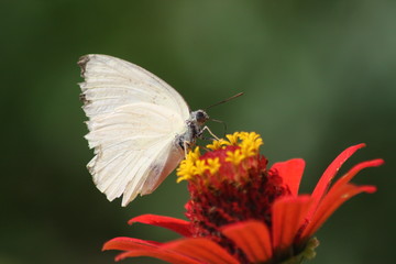 Beautiful butterflies fly freely on beautiful flowers