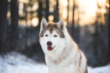 Cute and Happy siberian Husky dog sitting on the snow in winter forest at golden sunset