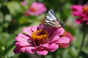 beautiful butterfly sitting on a flower, insect.