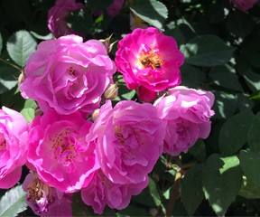 花の中にいる蜂