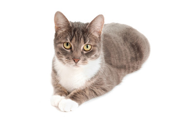 cute gray tabby cat isolated on white background