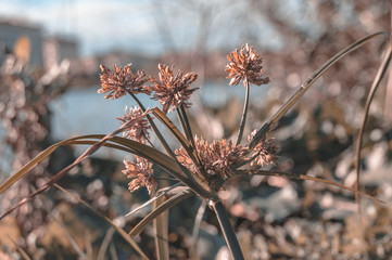 Plants on the lake