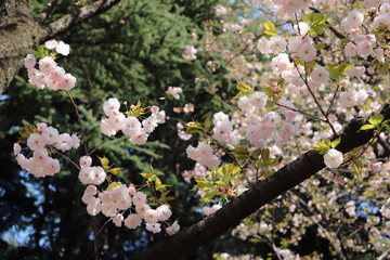 丸い桜
