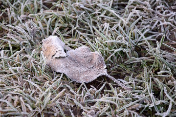 Obraz premium Ein von Raureif überzogenes Blatt liegt auf der Wiese