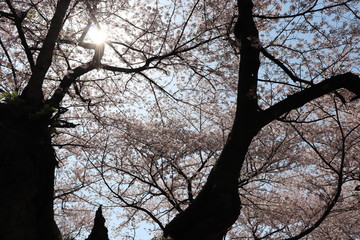 Fototapeta na wymiar 空と太陽と桜