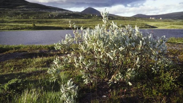Wind blowing through the Rondane Nationalpark in the Norwegian Mountains at scenic and remote lake Lagrumpa with a bush in the foreground and sunset.