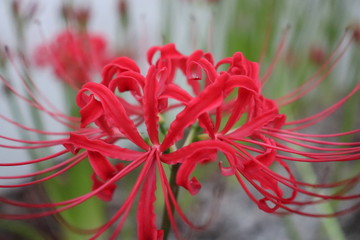 彼岸花