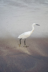 white heron bird on a sandy beach