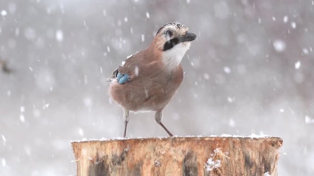 Birds in winter - Eurasian jay, Garrulus glandarius, sitting on the winter bird feeder during a snowfall