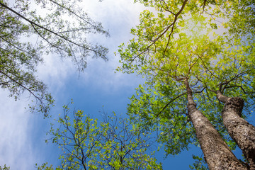 Uprisen angle of beautiful fresh green tree with blue sky. Image