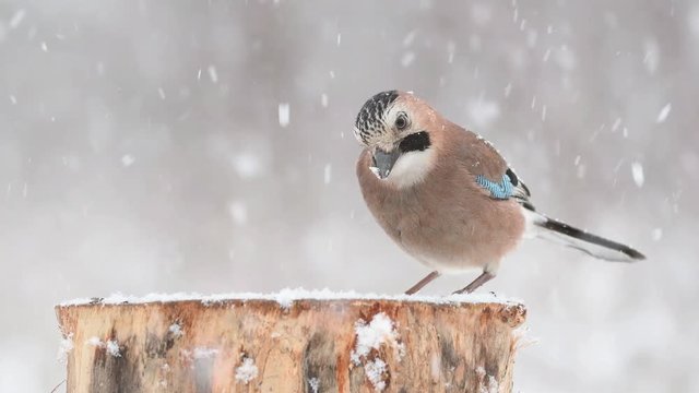 Birds in winter - Eurasian jay, Garrulus glandarius, sitting on the winter bird feeder during a snowfall