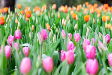 Fototapeta premium Colorful Tulip flowers meadow Spring nature background for graphic and card design