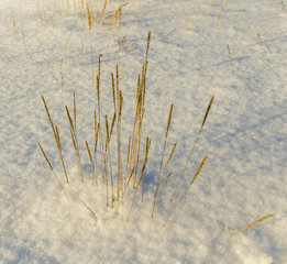 Dry yellow grass in the snow.