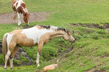 Brown and white patched horses grazing in a rocky area
