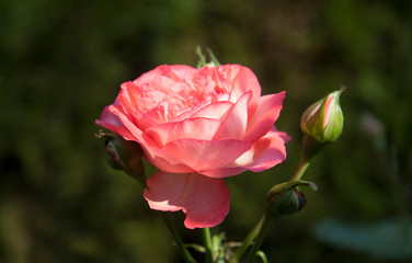 close-up of delicate pink rose, living coral color