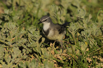 Common wagtail bird sitting in long grass