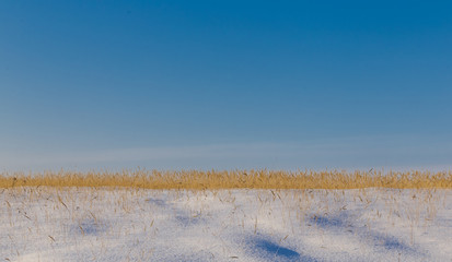 Dry yellow grass through the snow against the blue sky.