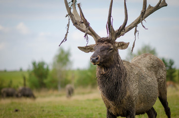 Deer in the meadow