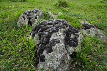 Lichens are on rocks with green grass in springtime