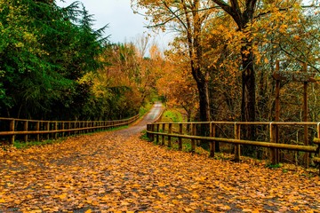 Naklejka premium autumn scene