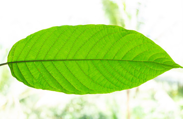 Kratom (Mitragyna speciosa) Mitragynine. Drugs and Narcotic