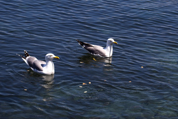 Fototapeta na wymiar Two Waterfowls Floating on Blue Water with Food Thrown at them. Black Back Gulls Waiting to be Fed. White Feathered Birds with Yellow Beak Swimming Calmly