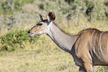 Female kudu portrait of head and shoulders in bright sunshine