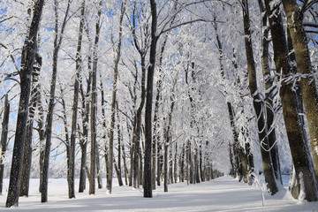 Winter forest on sunny day